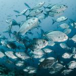 Peixe-lua: o gigante dos oceanos e suas curiosidades