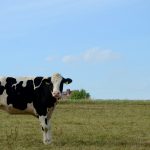 Carne bovina, desmatamento e impostos: Brasil busca equilíbrio entre produção e sustentabilidade