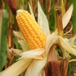 Balanço apertado sustenta preços do milho no Brasil em meio à volatilidade climática global